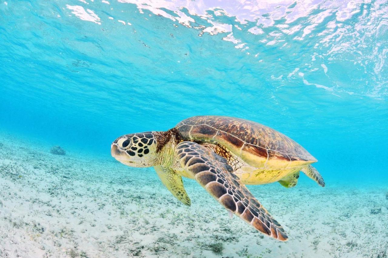 شقة Sea View لاغاناس المظهر الخارجي الصورة